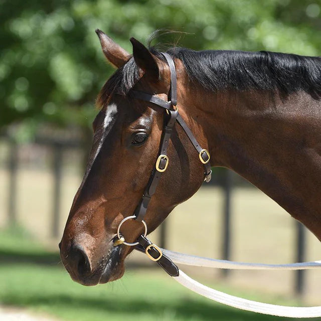 Grange Elite Barcoo Bridle