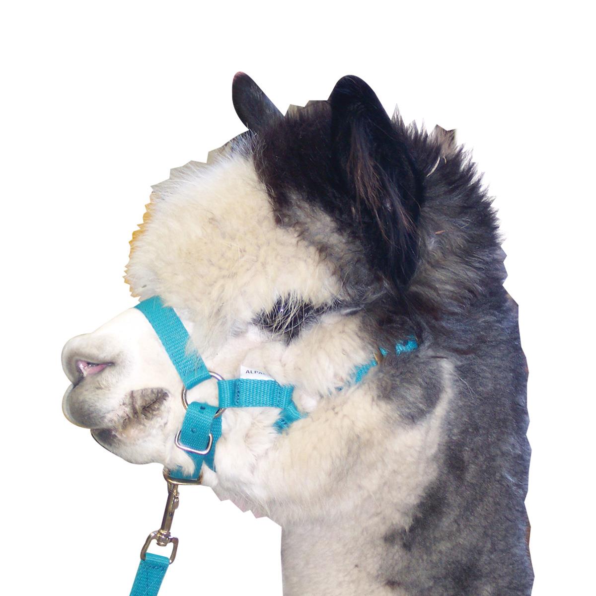 Eureka Martins Alpaca Headstall & Lead Set