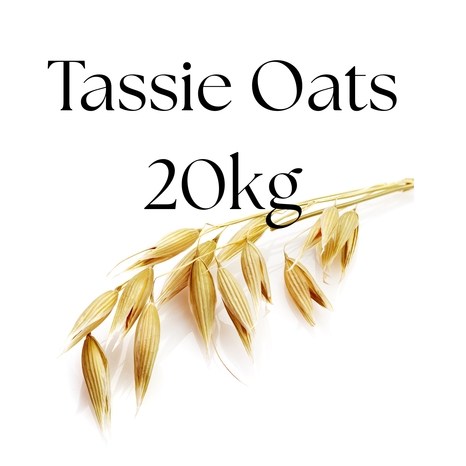 Tassie Oats