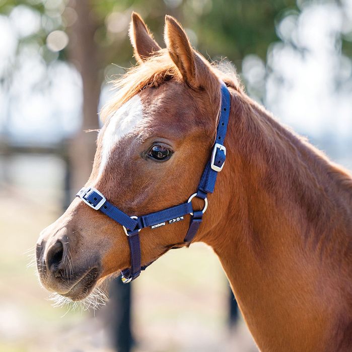 Academy Halter - Saddleworld Devonport