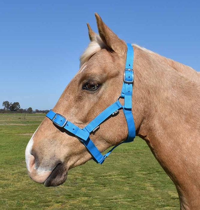 Academy Halter - Saddleworld Devonport