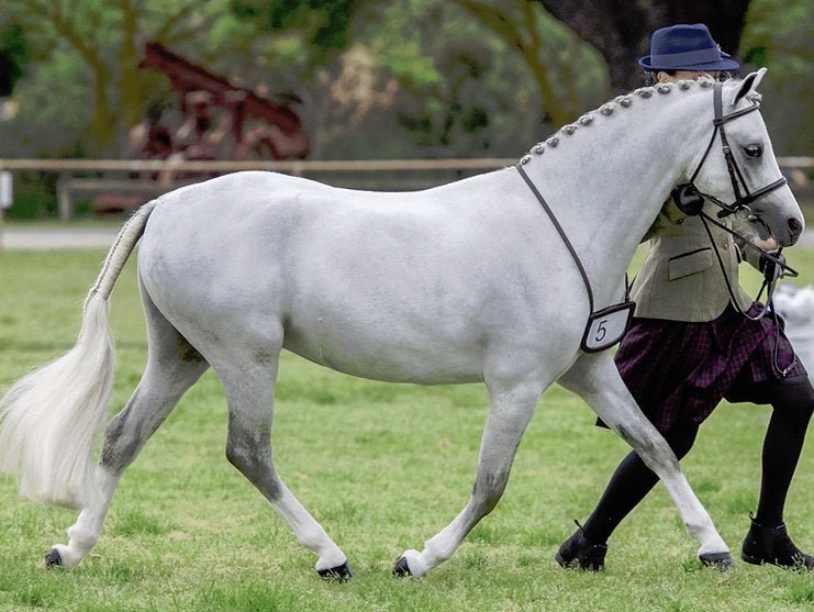 Equinade Showsilk Mighty Bright - Saddleworld Devonport