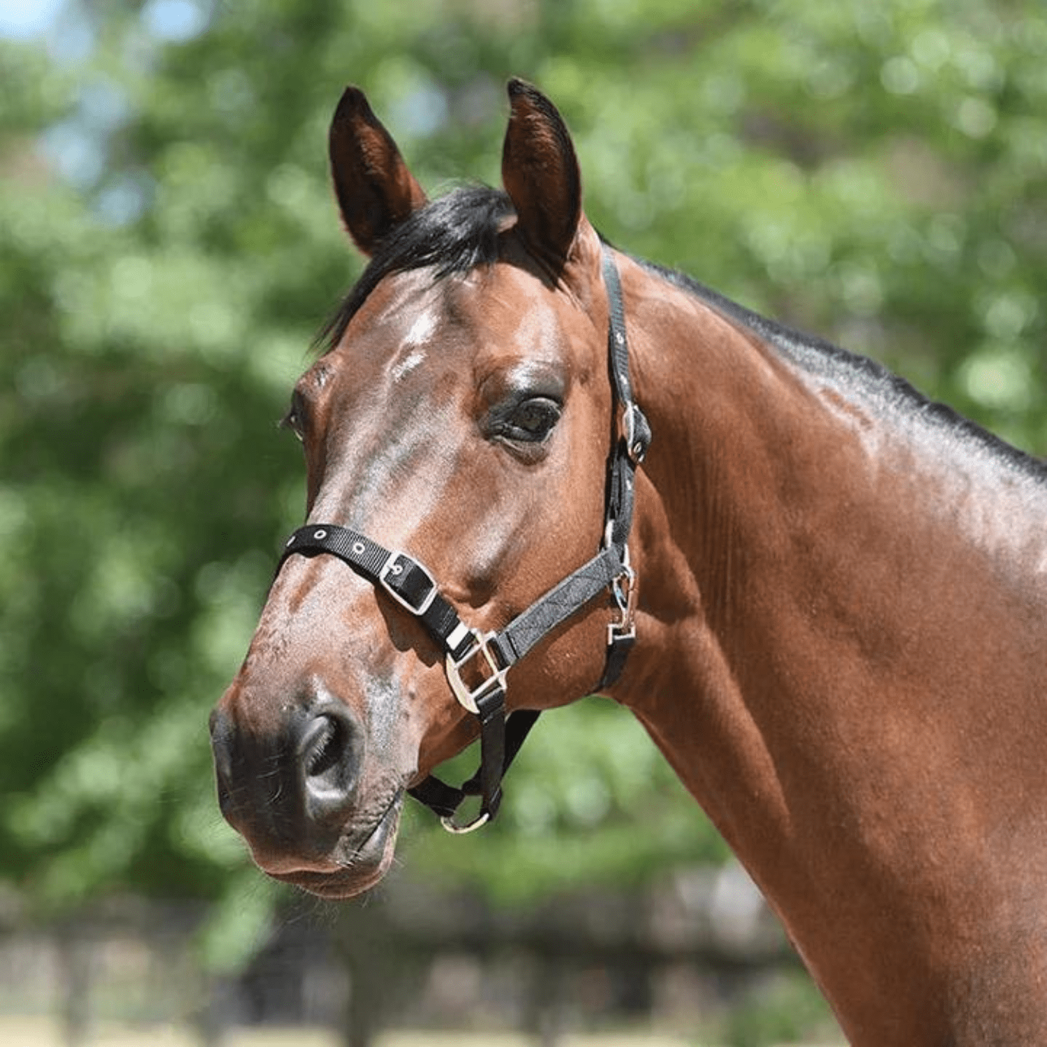 Eurohunter Essential Halter - Saddleworld Devonport