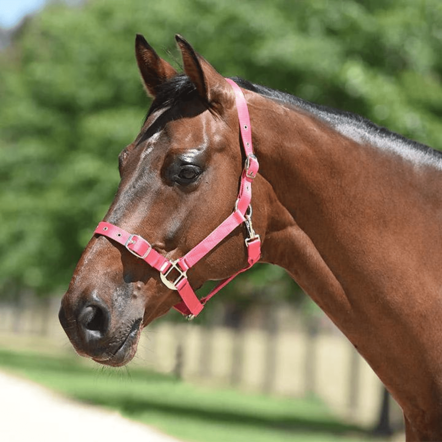 Eurohunter Essential Halter - Saddleworld Devonport