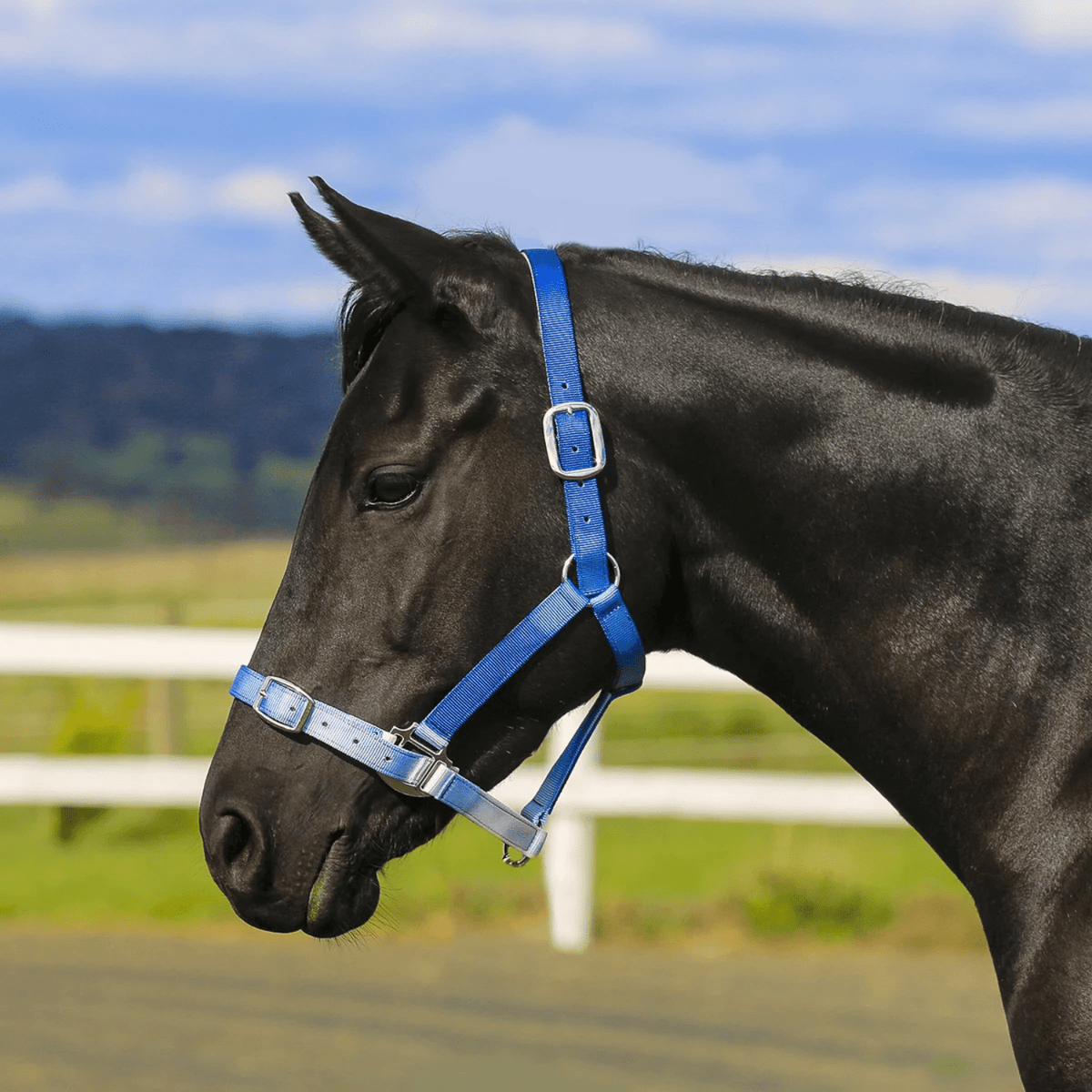 Eurohunter Ombre Halter - Saddleworld Devonport