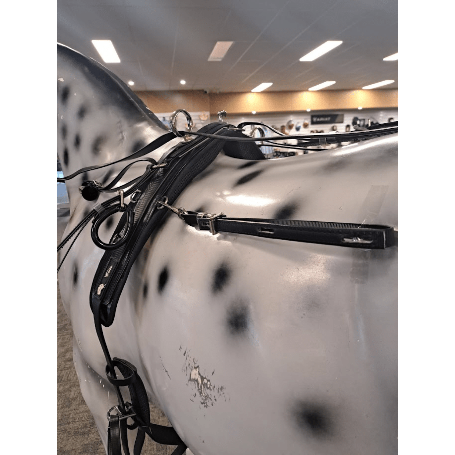 Harness Competition Set - Saddleworld Devonport