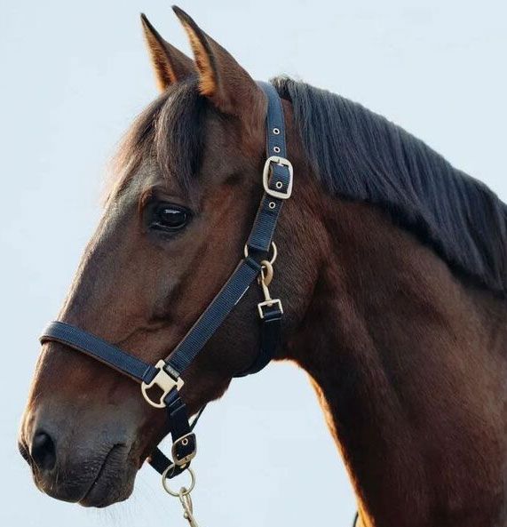 Horze Houston Halter - Saddleworld Devonport