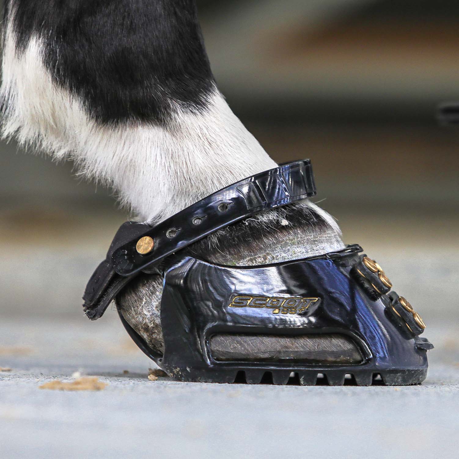 Scoot Boot Hoof Boots Classic Slim Pair - Saddleworld Devonport