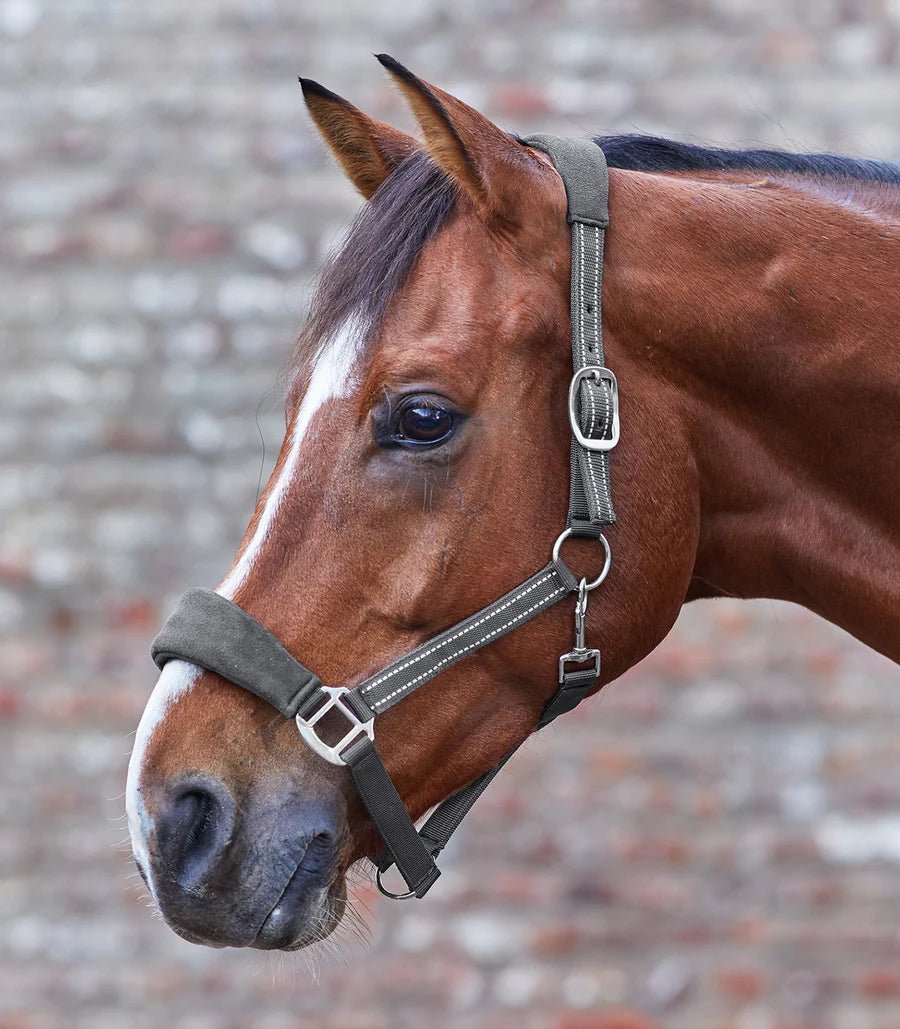 Waldhausen Alcantara Halter - Saddleworld Devonport