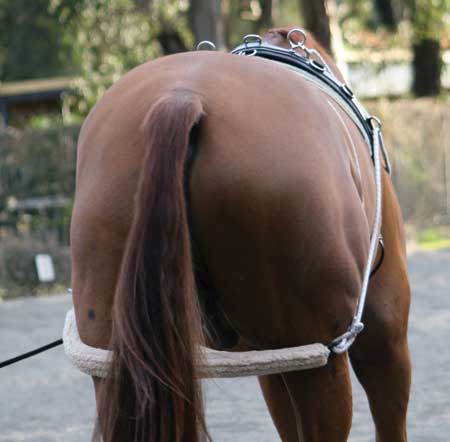 Zilco Lunge Training System - Saddleworld Devonport