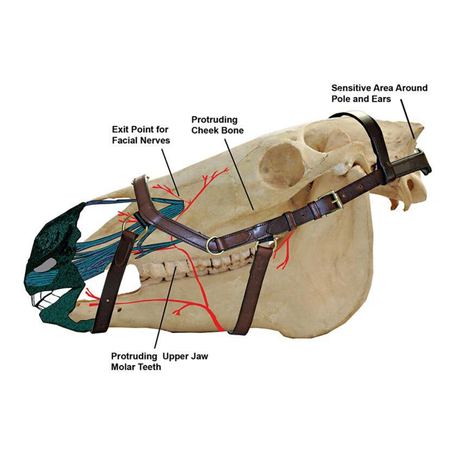 Rambo Micklem Multibridle