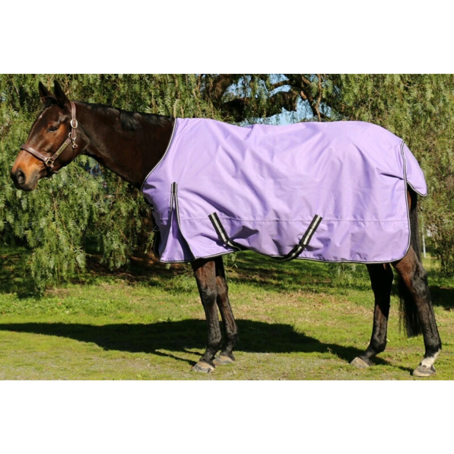 X-Calibur Summer Synthetic Rug