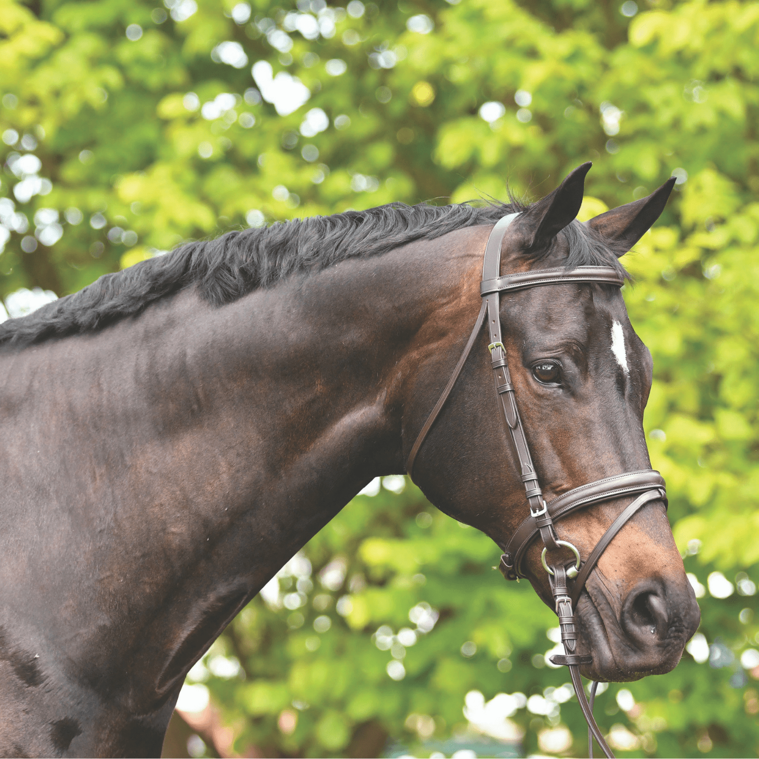Academy Hanoverian Snaffle Bridle - Saddleworld Devonport