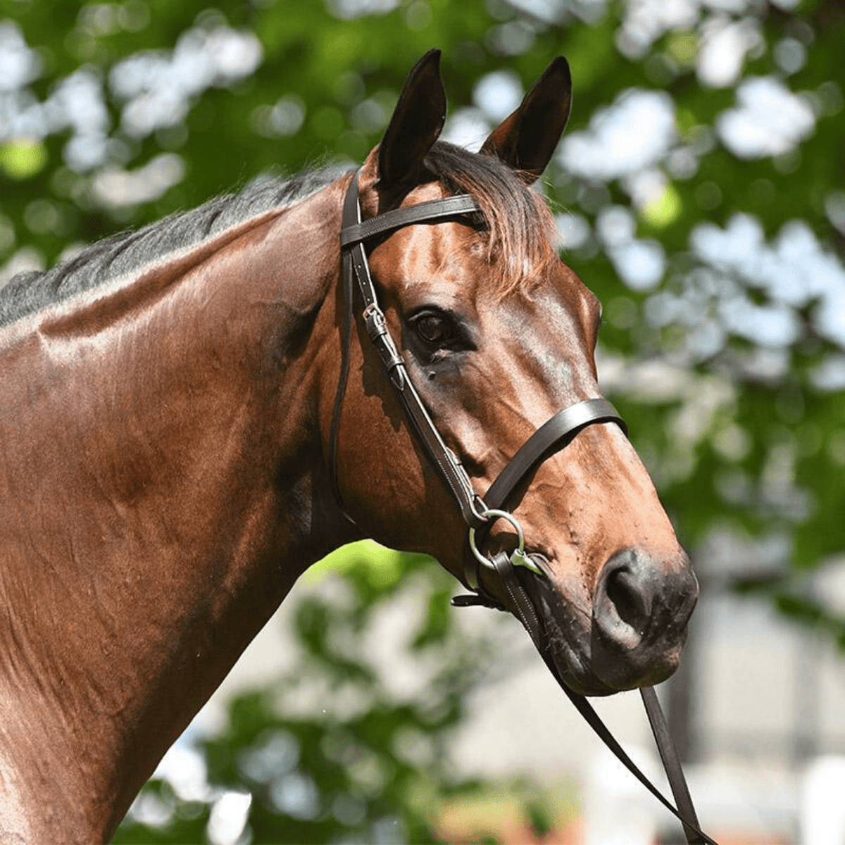 Academy Show Snaffle Bridle - Saddleworld Devonport