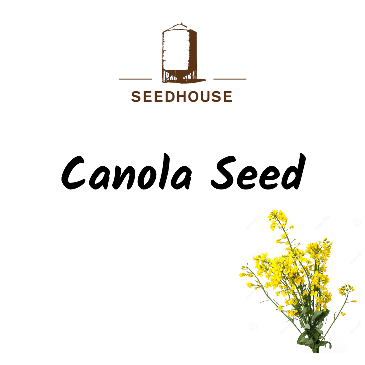 SEEDHOUSE CANOLA SEED - Saddleworld Devonport