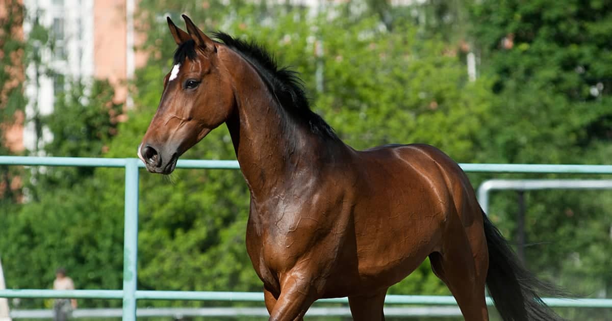Feeding Your Horse Right: Why It’s More Than Just Grass - Saddleworld Devonport