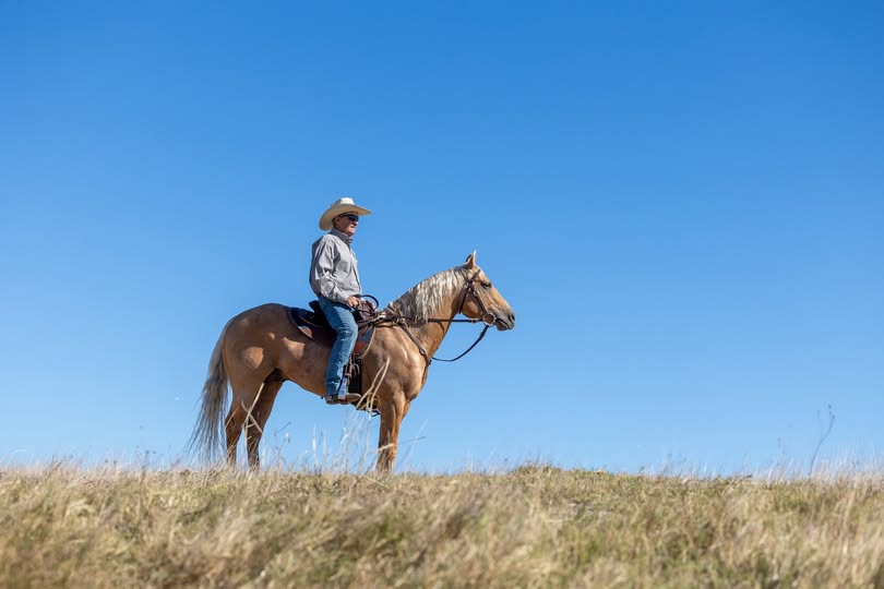 Half Breed Saddle - Saddleworld Devonport