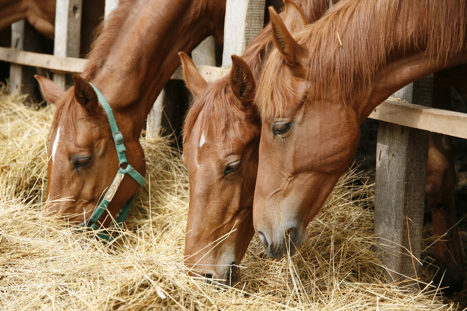 Horse Feed