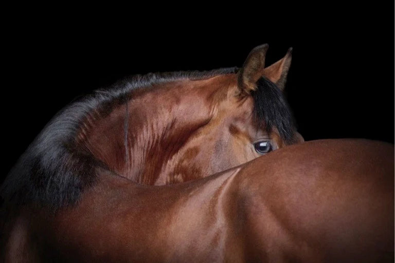 Horse Feed &amp; Supplements