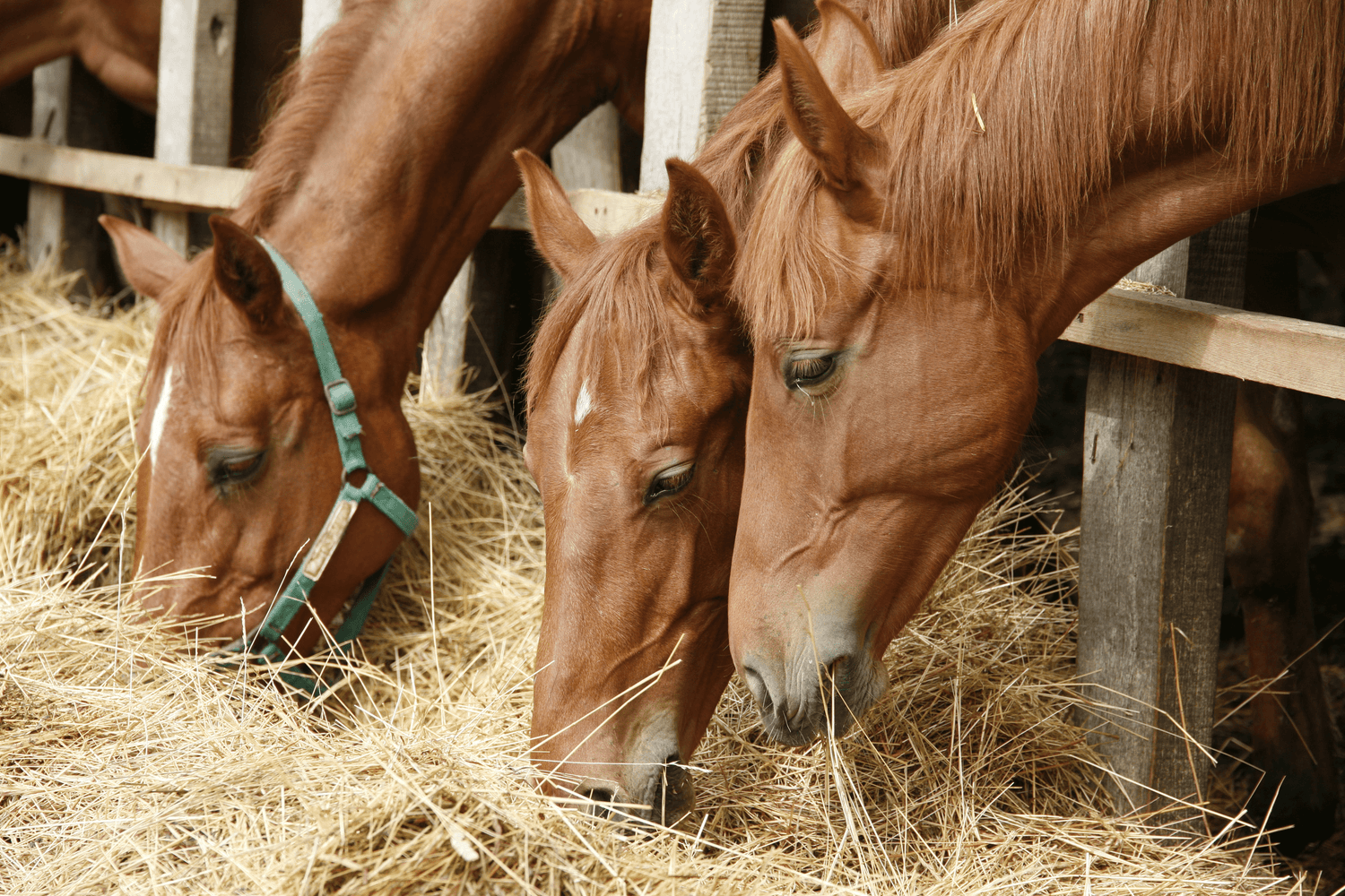 Horse Feed - Saddleworld Devonport