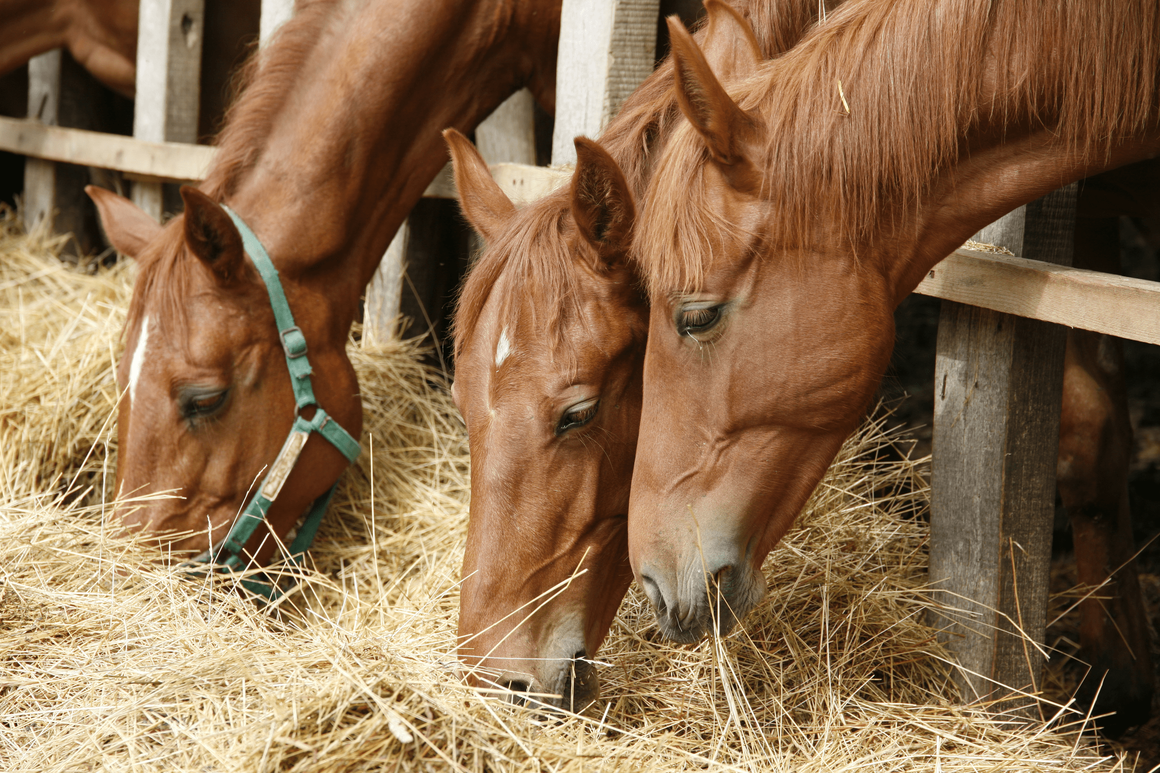 Horse Feed - Saddleworld Devonport