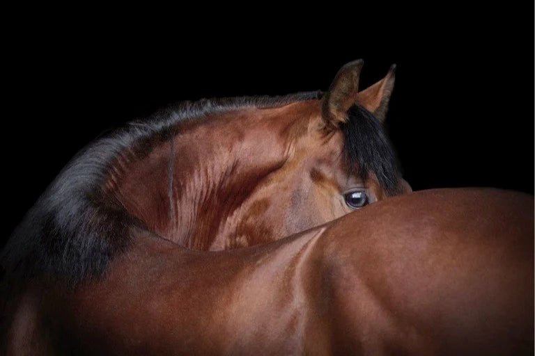Horse Feed & Supplements - Saddleworld Devonport
