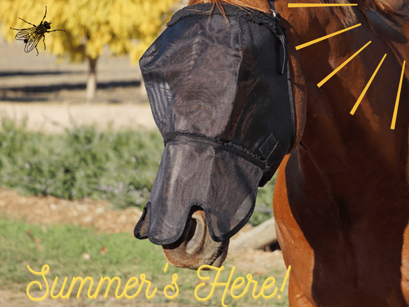 Summer Range - Saddleworld Devonport