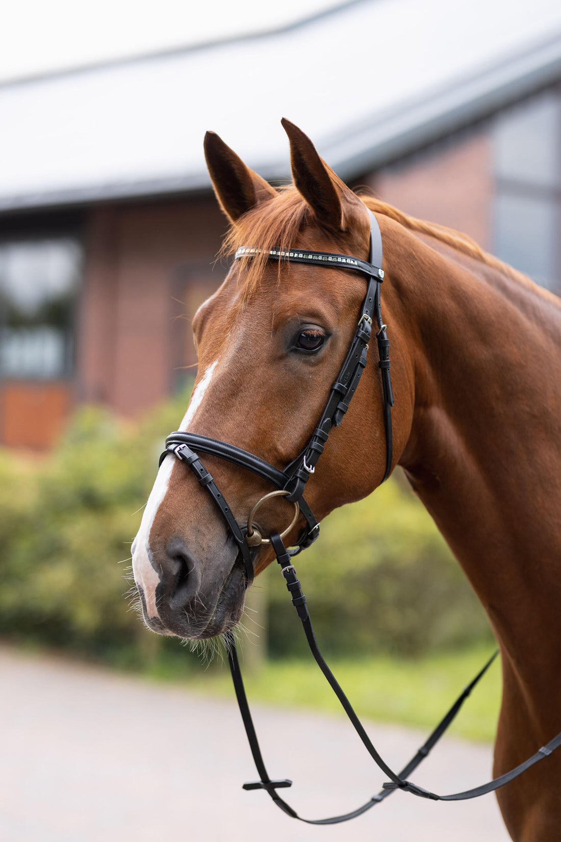 Horze Weston Bridle