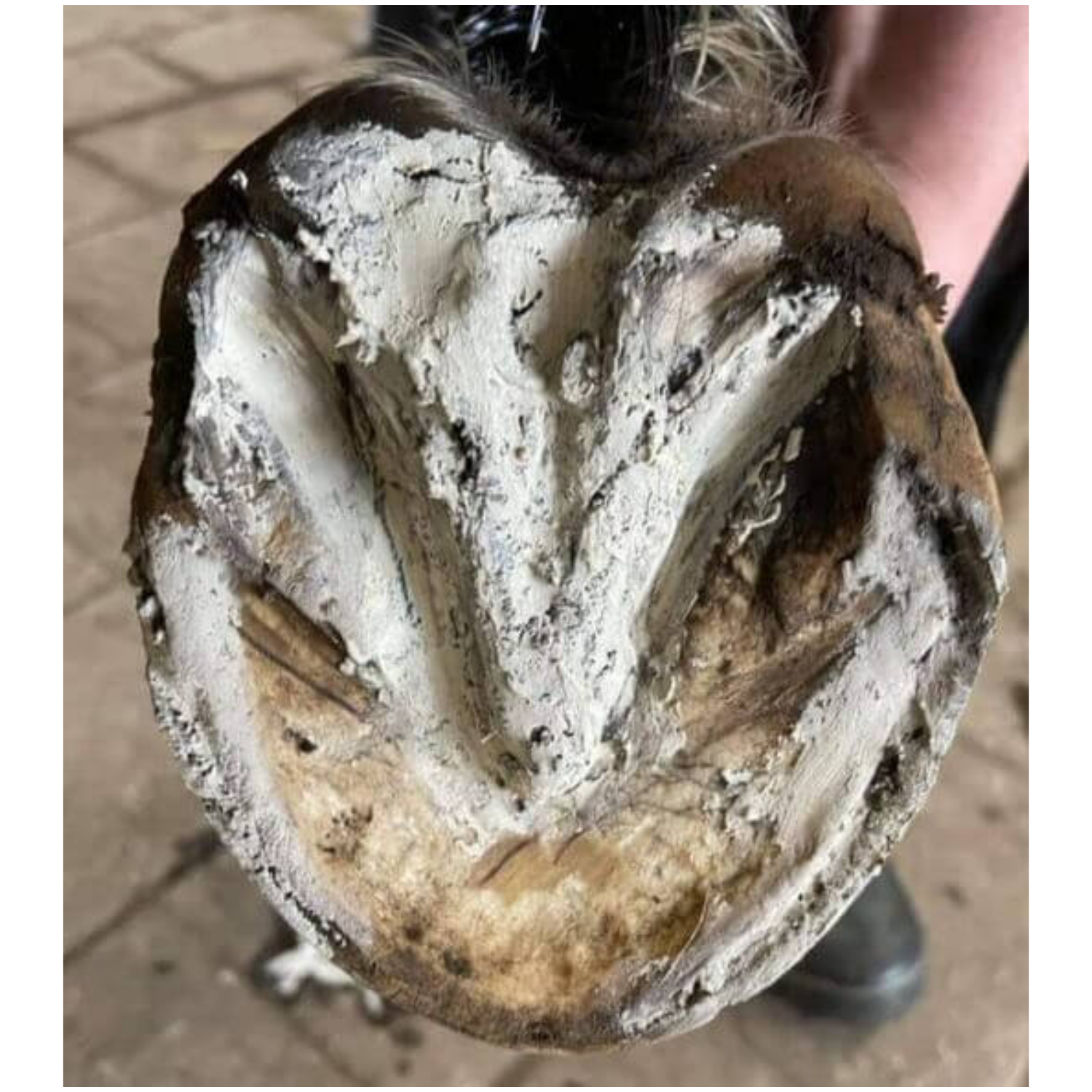 The Hoof Co Hoof Pack