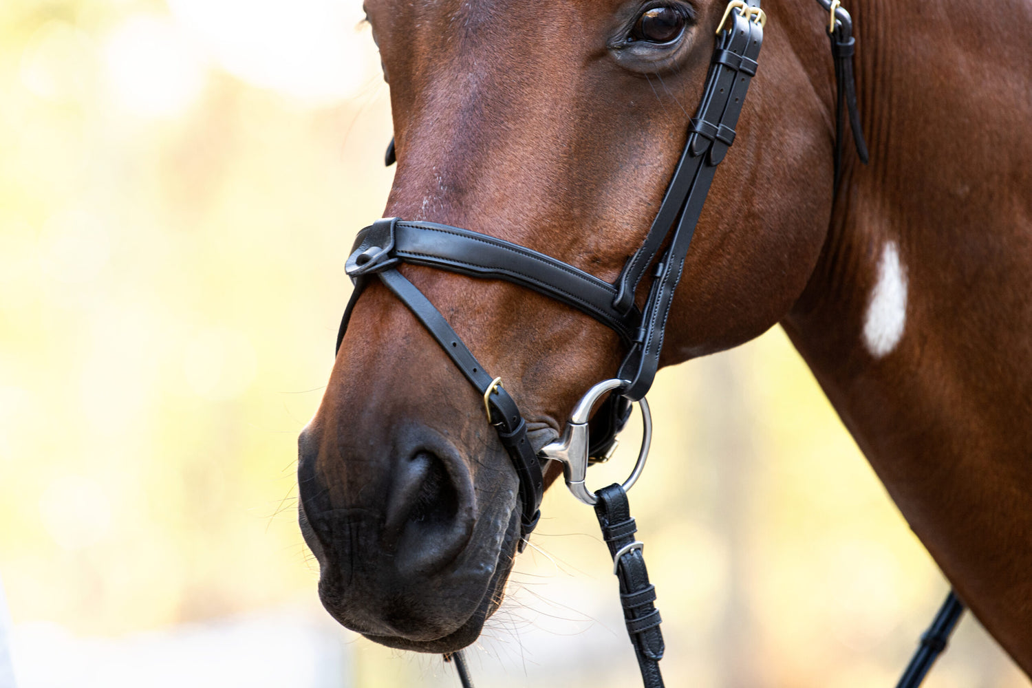 Cavalier Noseband Converter