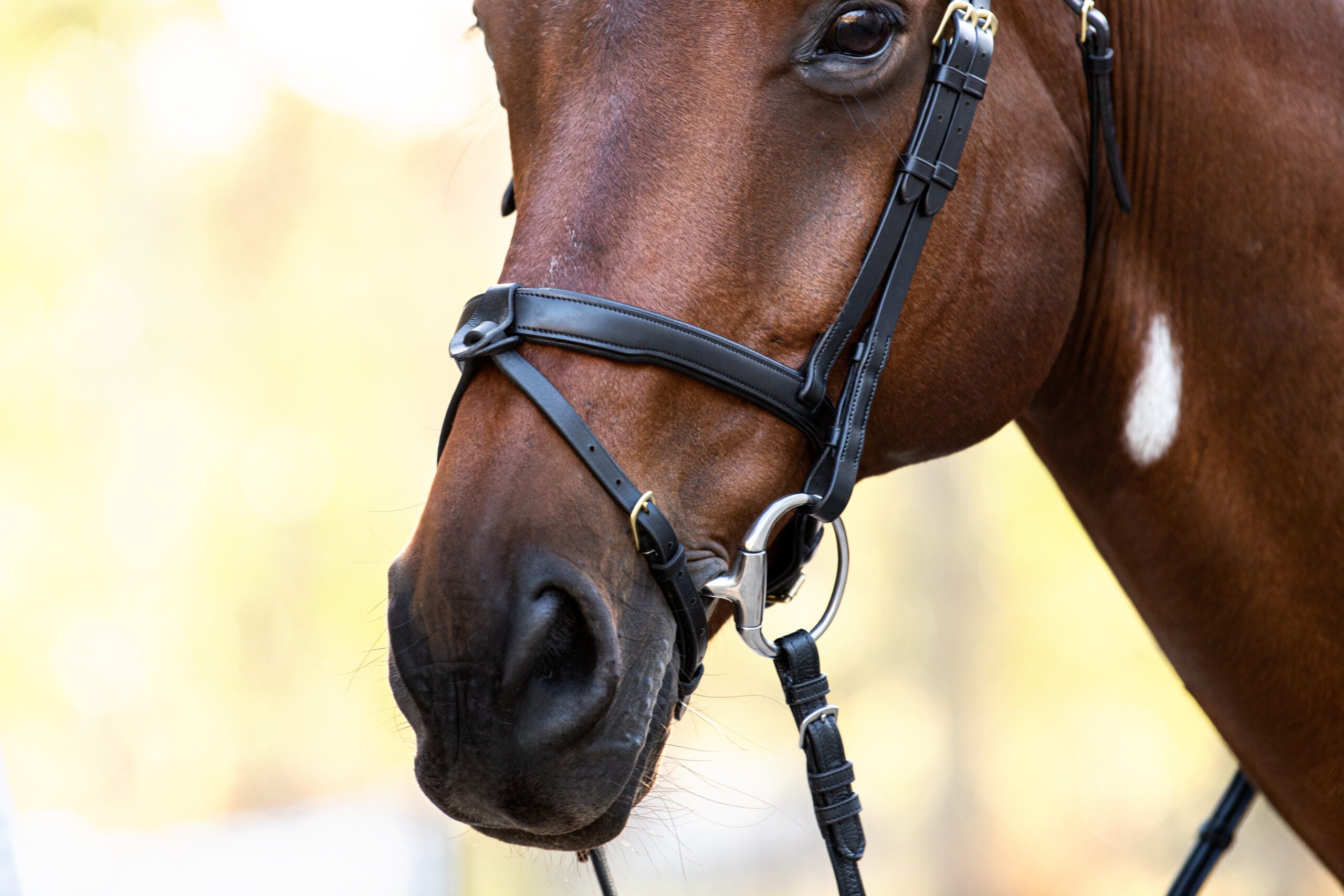 Cavalier Noseband Converter