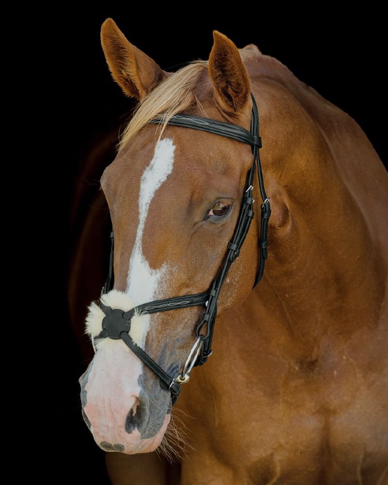 Platinum Mexican Grackle Bridle
