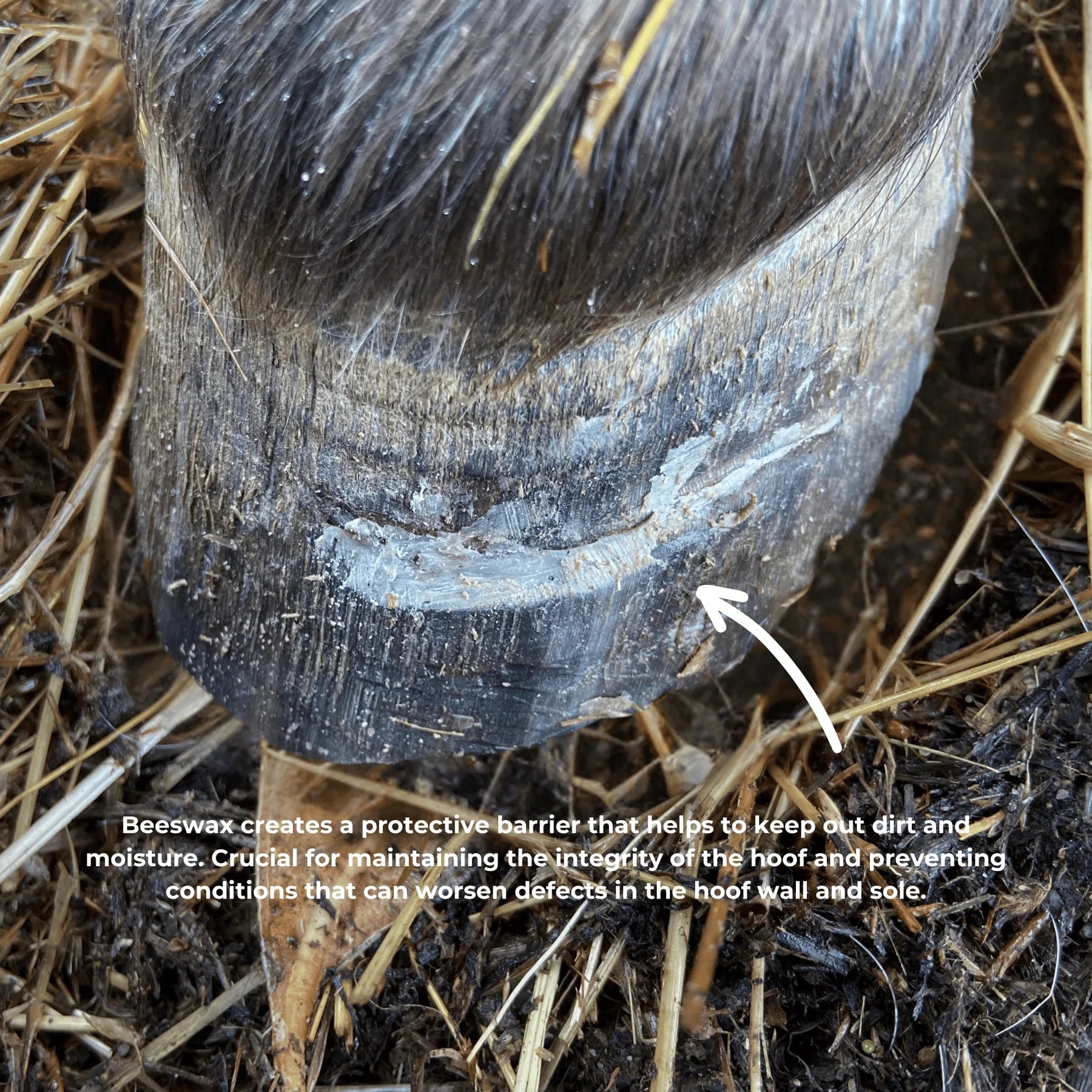 The Hoof Co Beeswax PURE Balls