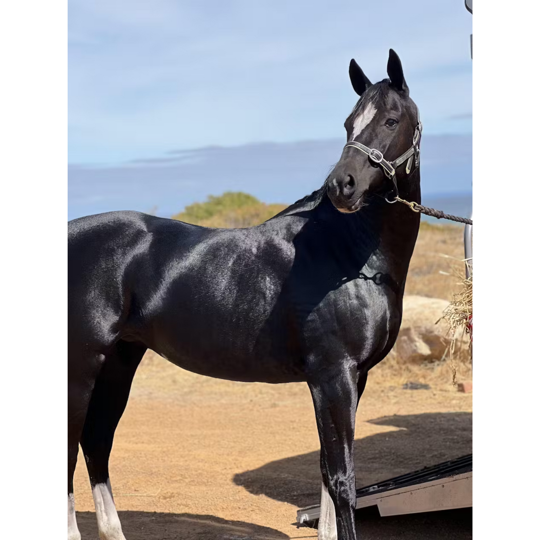 Hairy Pony Essential Oil Coat Conditioner