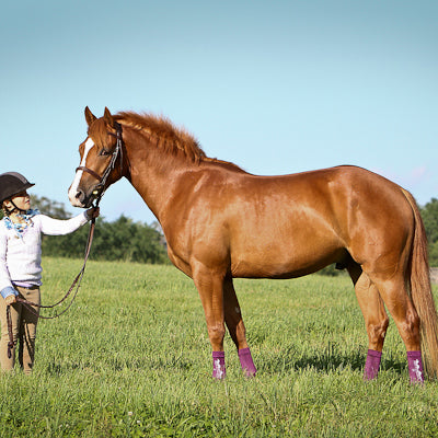 Equi Flex Sleeve Pony Compression Socks