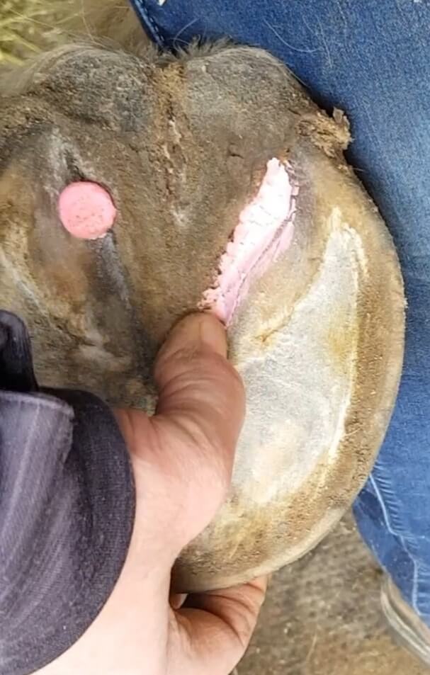 The Hoof Co Beeswax PINK Balls