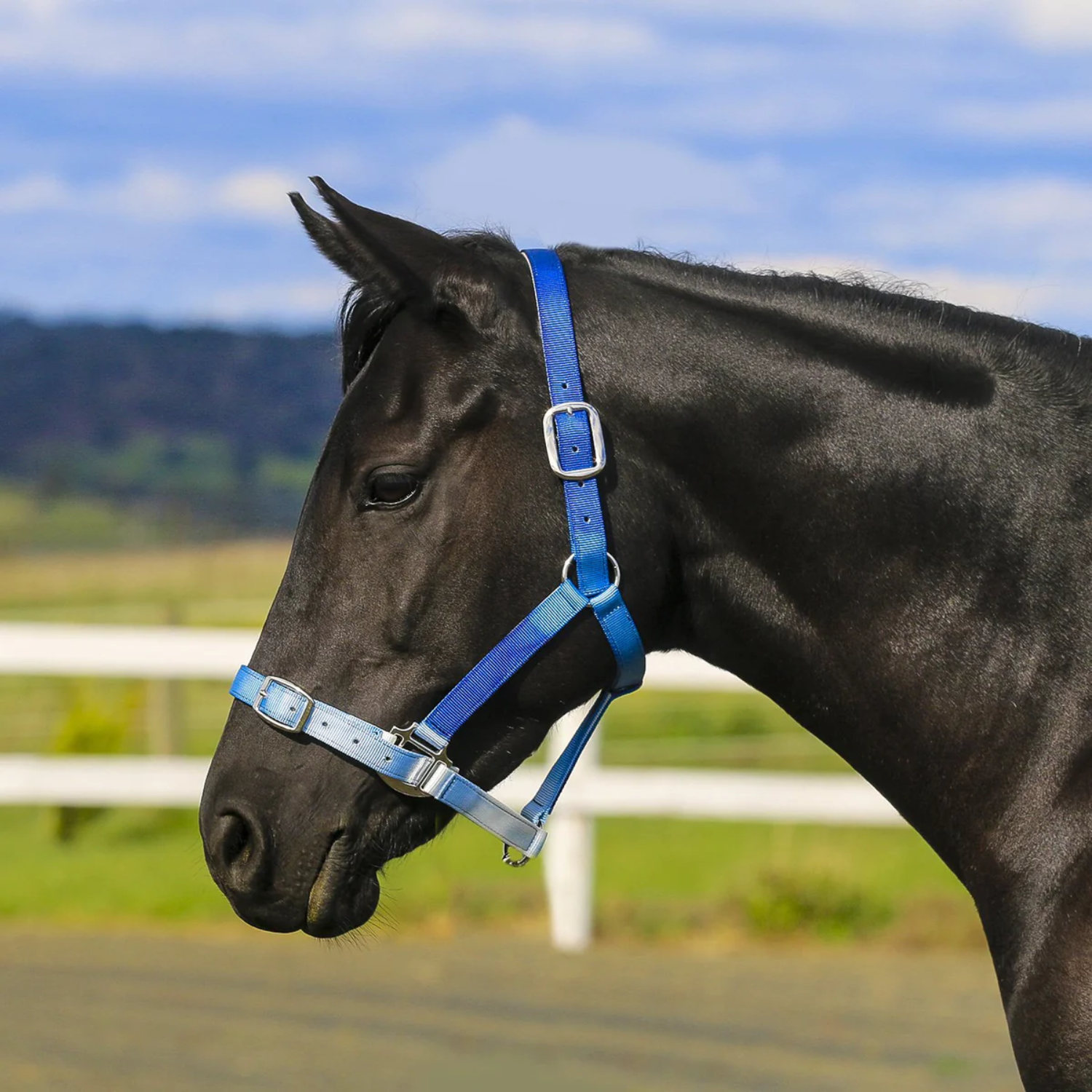 Eurohunter Ombre Halter