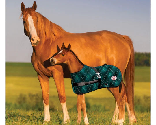 Thermo Master Growing Foal rug