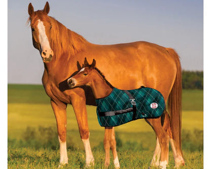 Thermo Master Growing Foal rug