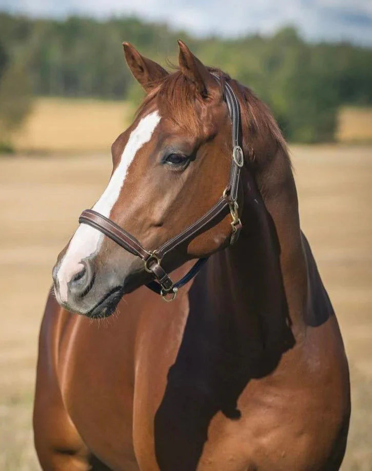 Horze Leather Largo Halter