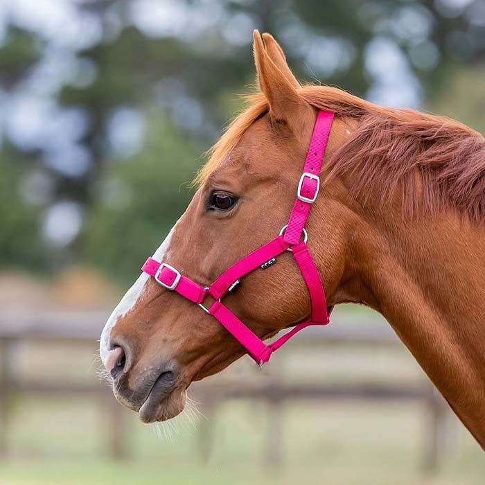 Academy Halter - Saddleworld Devonport