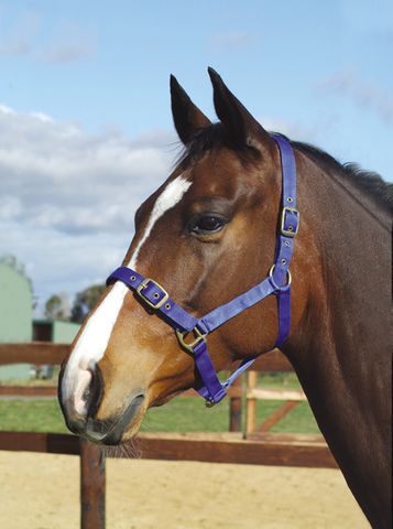 Academy Halter - Saddleworld Devonport