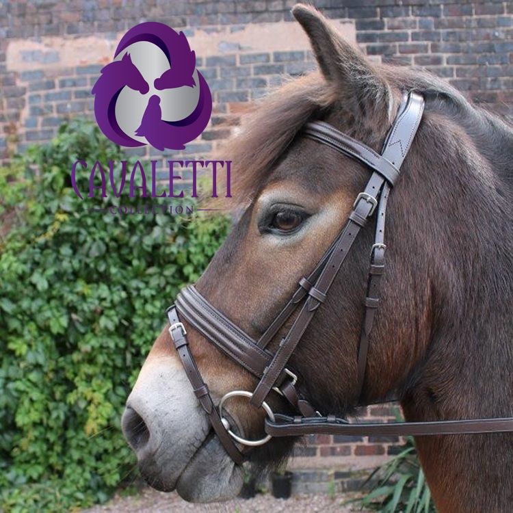 Cavaletti Collection Discovery Bridle - Saddleworld Devonport