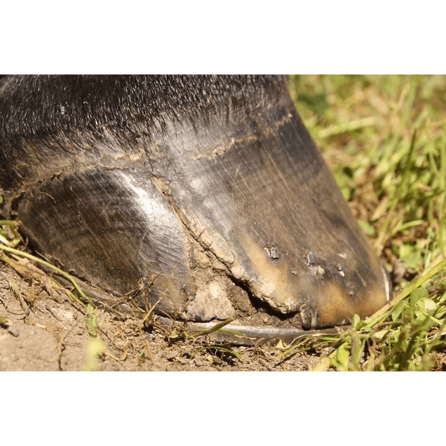 DonnyBrook Hoofstick - Saddleworld Devonport