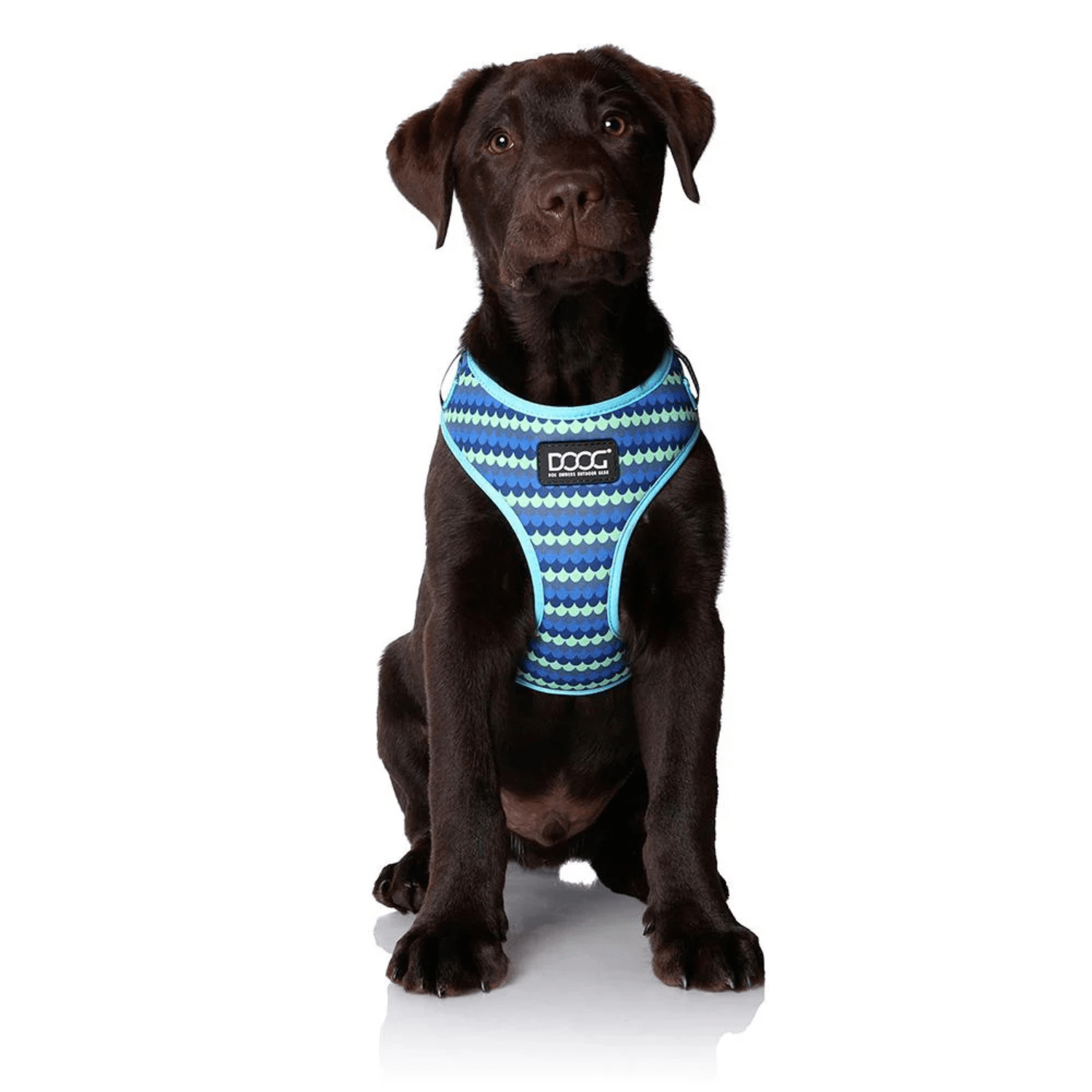 DOOG Neoflex Soft Harness - Saddleworld Devonport