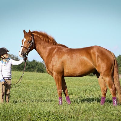 Equi Flex Sleeve Pony Compression Socks - Saddleworld Devonport