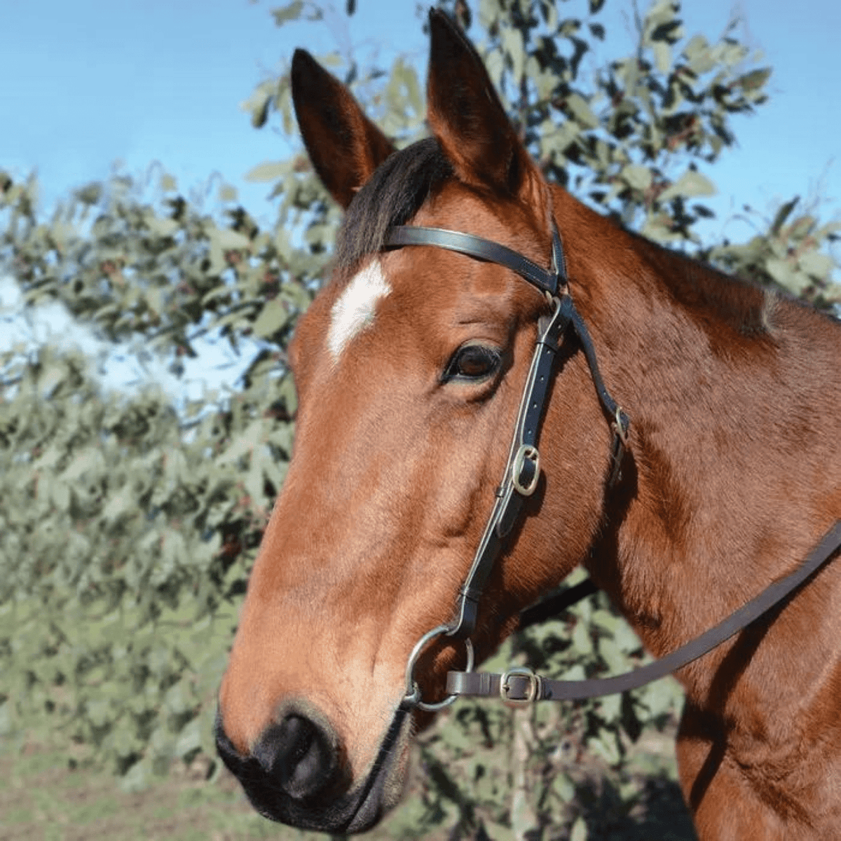 Eurohunter Barcoo Bridle - Saddleworld Devonport