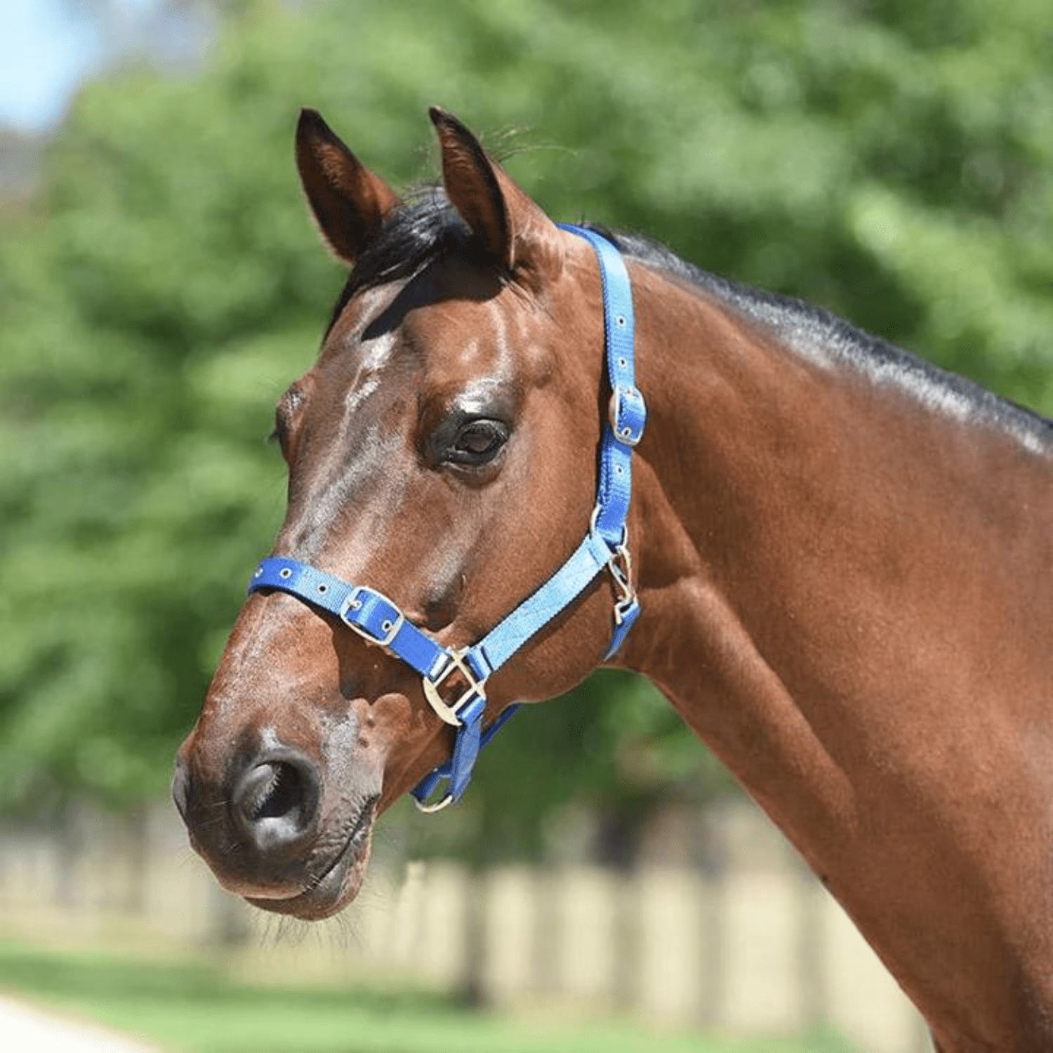 Eurohunter Essential Halter - Saddleworld Devonport