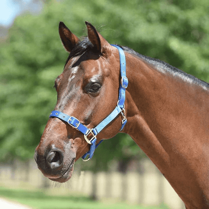 Eurohunter Essential Halter - Saddleworld Devonport
