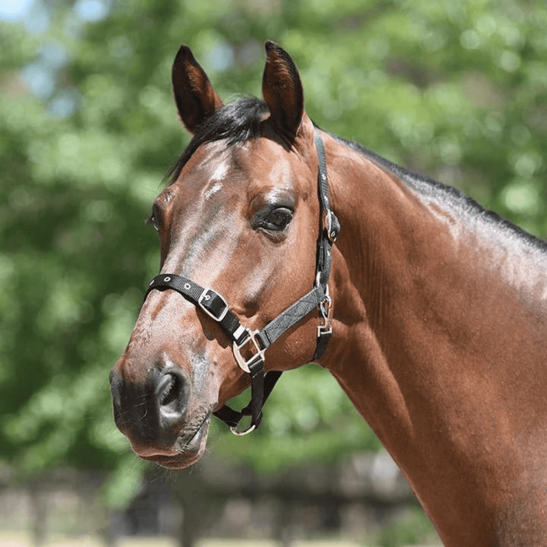Eurohunter Essential Halter - Saddleworld Devonport
